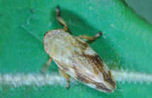 Xylella fastidiosa