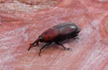 Picudo Rojo